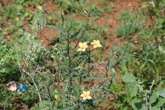 Barleria prionitis subsp. prionitoides